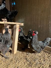 Polli ornamentali nani