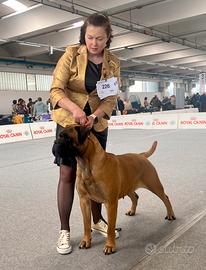 Cuccioli di bullmastiff