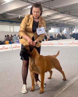 Cuccioli di bullmastiff