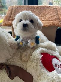 Maltese mini maltesi