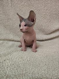 Cuccioli sphynx