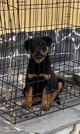 ROTTWEILER FEMMINA TOP 80 giorni