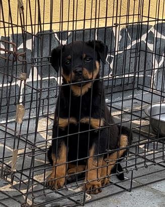 ROTTWEILER FEMMINA TOP 80 giorni