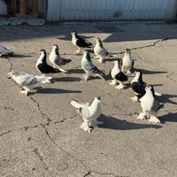 Piccioni lahori siraji