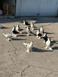 Piccioni lahori siraji