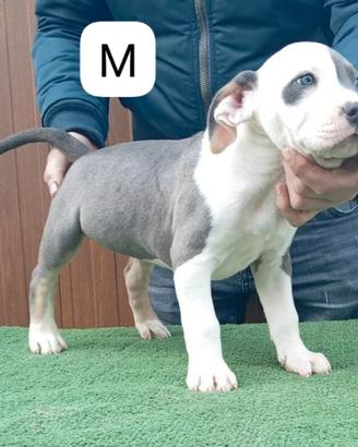 Pitbull terrier