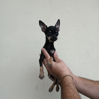 Cucciola di chihuahua Toy