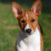 Cucciolo basenji