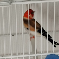 Tolgo cardellini Mayor Red Cop portatore di isabel