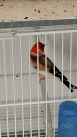 Tolgo cardellini Mayor Red Cop portatore di isabel