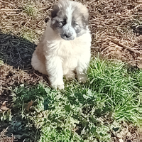 Caucaso maremmano taglia grande