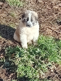 Caucaso maremmano taglia grande