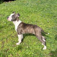 Cucciola Amstaff (American Staffordshire Terrier)