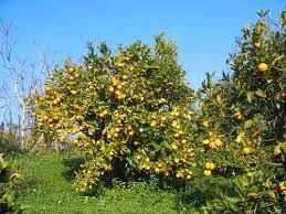 Agrumeto in produzione con pozzo artesiano