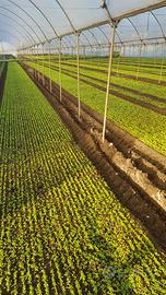 Serre zincate impianto