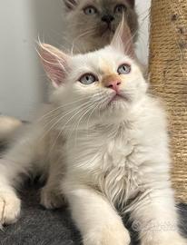 Ragdoll Red Mitted