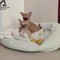 Chihuahua maschi pelo corto con pedigree enci