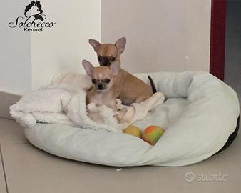 Chihuahua maschi pelo corto con pedigree enci