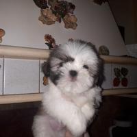 Cucciolo di Shitzu