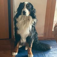 Fidanzata per Dodo