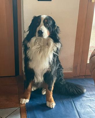 Fidanzata per Dodo