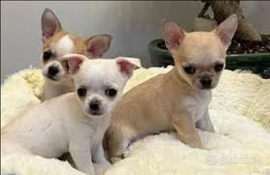 Chihuahua mini Toy