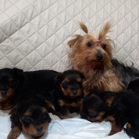 Yorkshire terrier