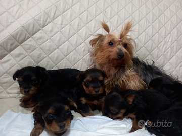 Yorkshire terrier