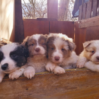 Cuccioli di pastore australiano