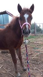 Puledra pony 5 mesi