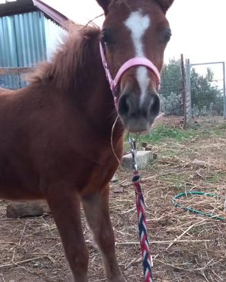 Puledra pony 5 mesi