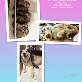 Cuccioli Alaskan Malamute