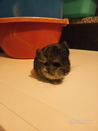 Cucciolo di cincillà