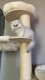 Persiana chinchillà