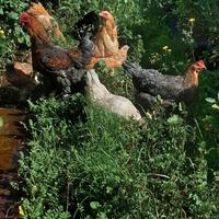 Galline Ovaiole Diverse Razze