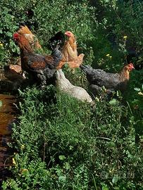 Galline Ovaiole Diverse Razze