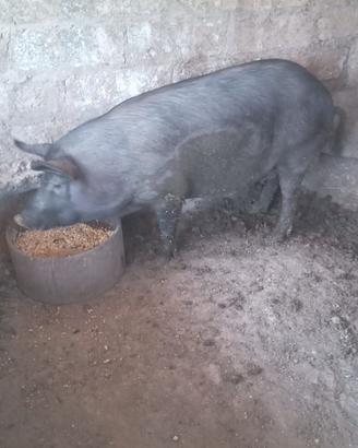 Maiali