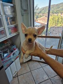 cucciolo chihuahua