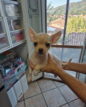 cucciolo chihuahua