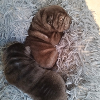 Sharpei con pedigree 600