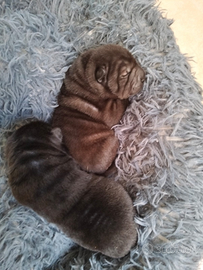 Sharpei con pedigree 600