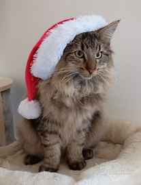 Norvegesino delle foreste con pedigree