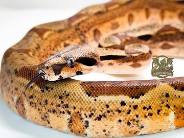 BCI 1.0 Hypo het leopard albino pk stripe 2024