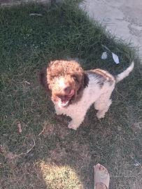 Lagotto Romagnolo