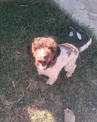 Lagotto Romagnolo