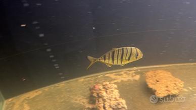 Pesce acquario marino