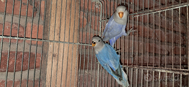 Inseparabili roseicollis giovani