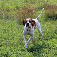 Pointer bene iniziato