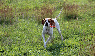 Pointer bene iniziato