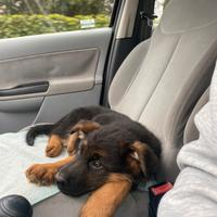 Cuccioli pastore tedesco